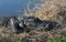 Big Alligator climbing out of a Florida lake to lay in the sun to warm his body in winter.