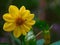 Big alone yellow flower in the garden