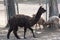 Big alpaca on a country safari farm