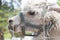 Big alpaca on a country safari farm