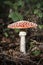 Big amanita muscaria mushroom