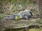 Big American alligator on ground