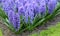 The big amount of the purple blue hyacinths
