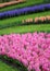 The big amount of the purple pink hyacinths