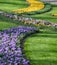 The big amount of purple and yellow crocuses growing in park