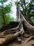 Big ancient tree at Ta Prohm Temple in Siem Reap, Cambodia, Asia