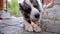 Big angry Central Asian Shepherd dog eats a bone. Dangerous animal to guard the house.