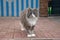 Big angry grey cat walking on a stone ground