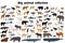Big animal collection. Set of wild forest, arctic, jungle, mountain, african, australian animals. Realistic animals.