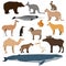 Big animal collection. Vector set of wild animals, birds, fishes