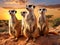 Big Animal family. Funny image from Africa nature. Cute Meerkat Suricata suricatta sitting on the stone