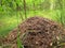 The big ant hill in coniferous wood