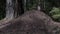 Big ant hill in European forest at morning light. Anthill, formicary nest structure made of pine tree needles stacked on top of