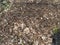 Big anthill with colony of ants in forest. Ants on the ant hill in the woods closeup, macro