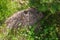 Big anthill in the forest under the spruce