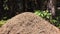 Big anthill in a pine forest of the Italian Alps