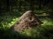 big anthill - Red wood ant (Formica rufa) in a forest