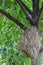 Big anthill on tree