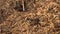 Big anthill in the woods. Big anthill with colony of ants in forest. Ants on the ant hill in the woods closeup