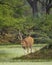 big antler male spotted deer or chital cheetal or axis axis in wild natural green scenic landscape background in winter outdoor