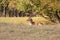 Big antlered fallow deer enjoying the sunshine