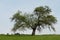 A big apple tree in spring standing lonely in the landscape with tiny green leaves and flowers in blossom on part of the branches.