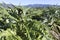 A big Artichokes field in Sardinia