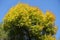 Big ash tree with colorful autumnal foliage against the sky