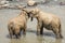 Big Asian elephants at Sri Lanka