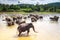 Big Asian elephants at Sri Lanka