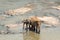 Big Asian elephants. Wild nature of Sri Lanka