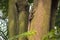 Big Asian Malayan water monitor lizard climbing on tree in Singapore