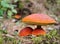 Big aspen mushroom in a forest in autumn. Forest mushroom picking season. Red-capped scaber stalk. Edible boletes. A big