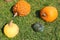 Big assortment of decorative pumpkins and squashes