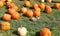 Big assortment of decorative pumpkins and squashes