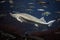 Big Atlantic sturgeon floats in deep blue salt water