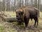 Big Auroch standing in the forest. The European bison Bison bonasus, also known as wisent or the European wood bison, Russia