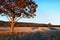 Big autumn oak and grass on a meadow around Lonely beautiful autumn tree. Silhouette solitary tree.