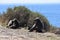 Big Baboons sitting at the roadside on the Cape Peninsula Tour in Cape Town, South Africa