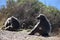 Big Baboons sitting at the roadside on the Cape Peninsula Tour in Cape Town, South Africa