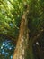 Big Bald cypress tree cupressaceae Taxodium distichum