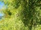 Big Bald cypress tree cupressaceae Taxodium distichum