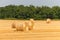 Big bales of hay in the field. Rolls of golden hay in summer meadow. Agriculture concept. Yellow haystacks in farmland.