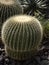 Big balls of cactus genus Echinocactus, are covered with sharp thorns