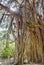 Big banyan or Indian ficus in Goa in India. A beautiful huge banyan tree in the Indian jungle near Arambol beach. Banyan