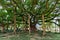 Big banyan tree in the garden in China, Yangshuo