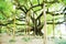 Big banyan tree in guangxi China