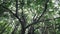 Big banyan tree with many aerial roots