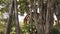 A big banyan tree trunk with an old building