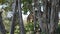 A big banyan tree trunk with an old building